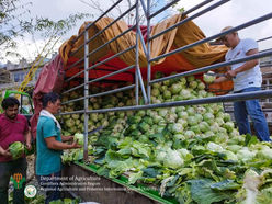3 metric tons of cabbages from Benguet farmers available in Tabuk on Jan. 18