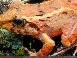 Frog find in Apayao: Calanasan survey uncovers 15 species, 3 Platymantis may be new to Science