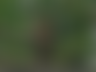 Rare Philippine Serpent Eagle sighted in Luna, Apayao; MENRO Luna urges public for wildlife protection