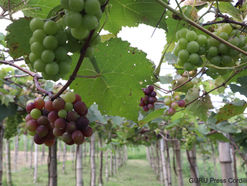 Charlotte’s Haven to open Kalinga’s first vineyard for grape picking in 3 weeks