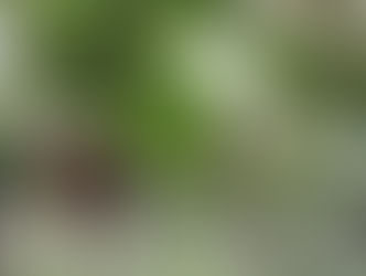 Charlotte’s Haven to open Kalinga’s first vineyard for grape picking in 3 weeks