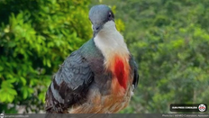 Rescue of rare Luzon Bleeding-Heart Dove highlights importance of Wildlife Conservation in Apayao