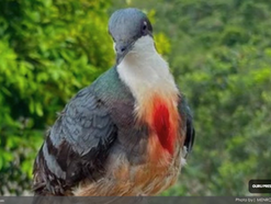 Rescue of rare Luzon Bleeding-Heart Dove highlights importance of Wildlife Conservation in Apayao