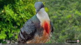 Rescue of rare Luzon Bleeding-Heart Dove highlights importance of Wildlife Conservation in Apayao