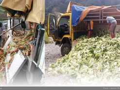 ₱476.78-M agricultural damage in Benguet due to severe weather conditions threatens vegetable supply, farmers’ livelihoods