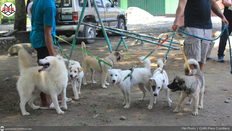 Kalinga ramps up massive Anti-Rabies Vaccination Drive amid alarming case surge