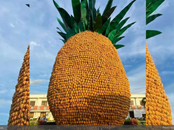 Giant 23.6-foot pineapple becomes Gonzaga's newest symbol of agricultural success as town launches first Pineapple Festival