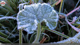 ANDAP (frost) Season hits Atok, Benguet; vegetable farms at risk