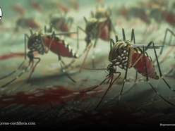 7 Dengue-related deaths recorded in Baguio in past 7 months