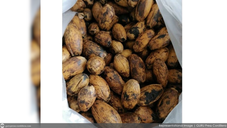 AGTATAKAW TI BUWA: 37-yr.-old man arrested after stealing betel nut in Baguio City