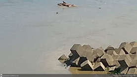 Dead pig found floating in Cataggaman River amid ASF concerns in Cagayan