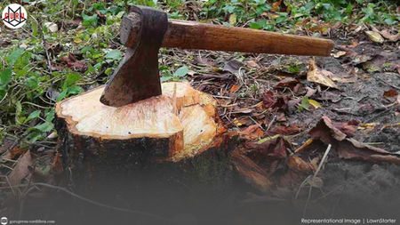 70-yr.-old farmer in Cagayan caught with newly-cut 31 pieces of Tanguile lumber, gets arrested