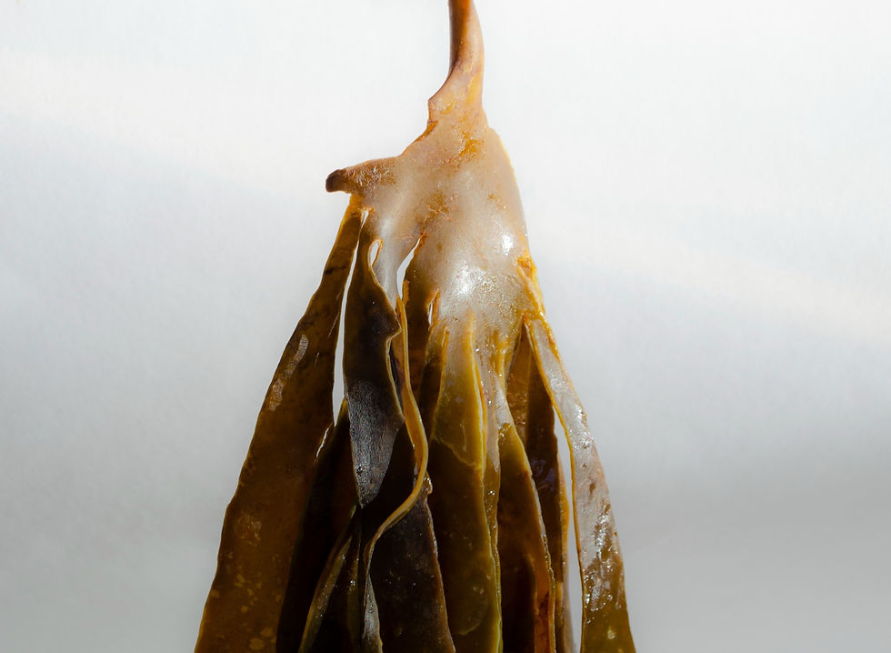 b corp chocolate