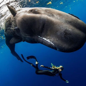 Swim with the whales at Secret Bay