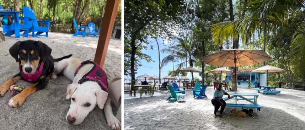 A Cafe with a Cause: HelpAWS Puppy Cafe Launches in St Lucia to Encourage Adoptions