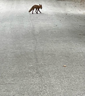 The Fox & The Brownie