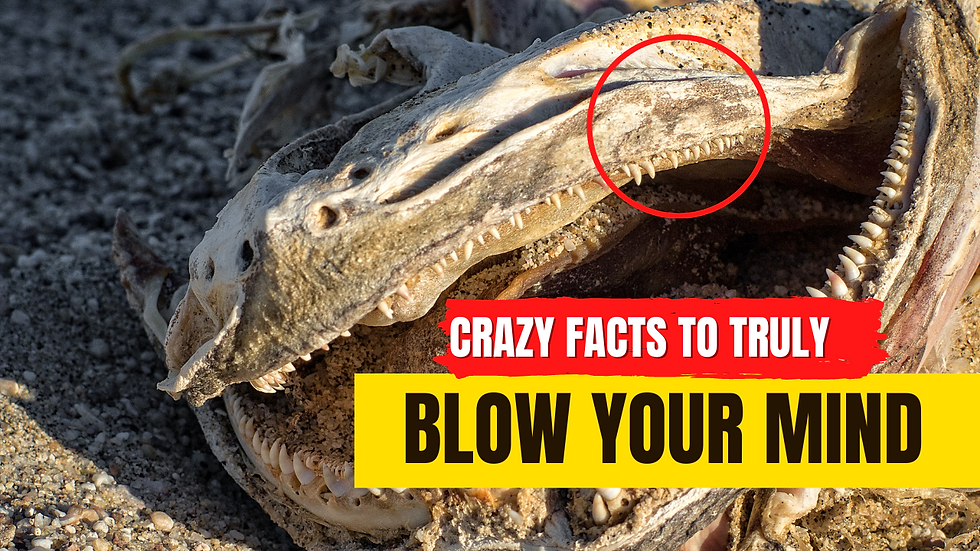 Fun Fact Attractive Youtube Thumbnail