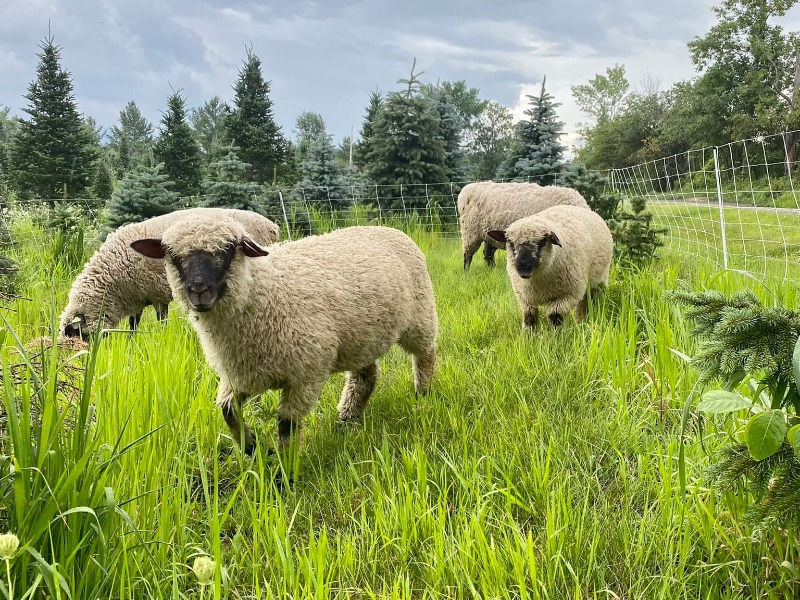 Grazing sheep on Christmas tree farms