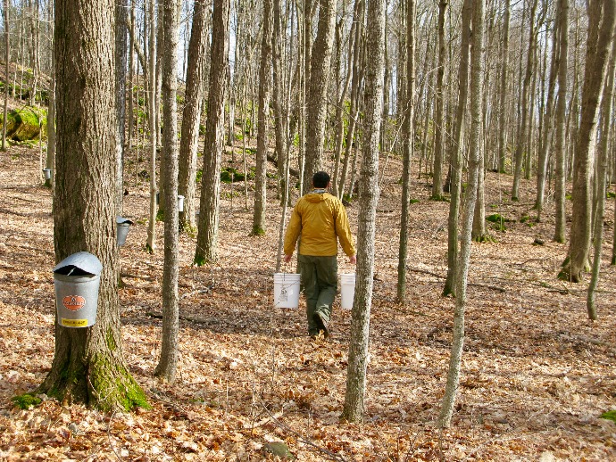 A man wearing a yellow coat carries two white buckets through a forest of maple trees.  The maple trees have galvanized buckets hanging from them.