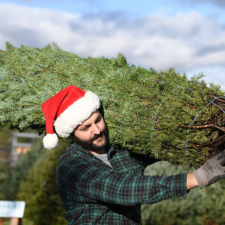 Man wearing santa hat and flannel shirt carries a Christmas tree on his shoulder.
