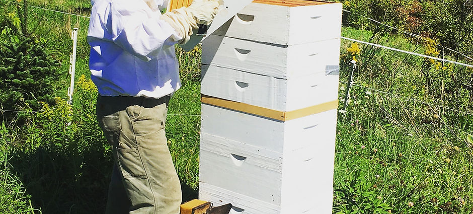 Woman wearing a white beekeeper suit holding a part of a hive and looking at it.