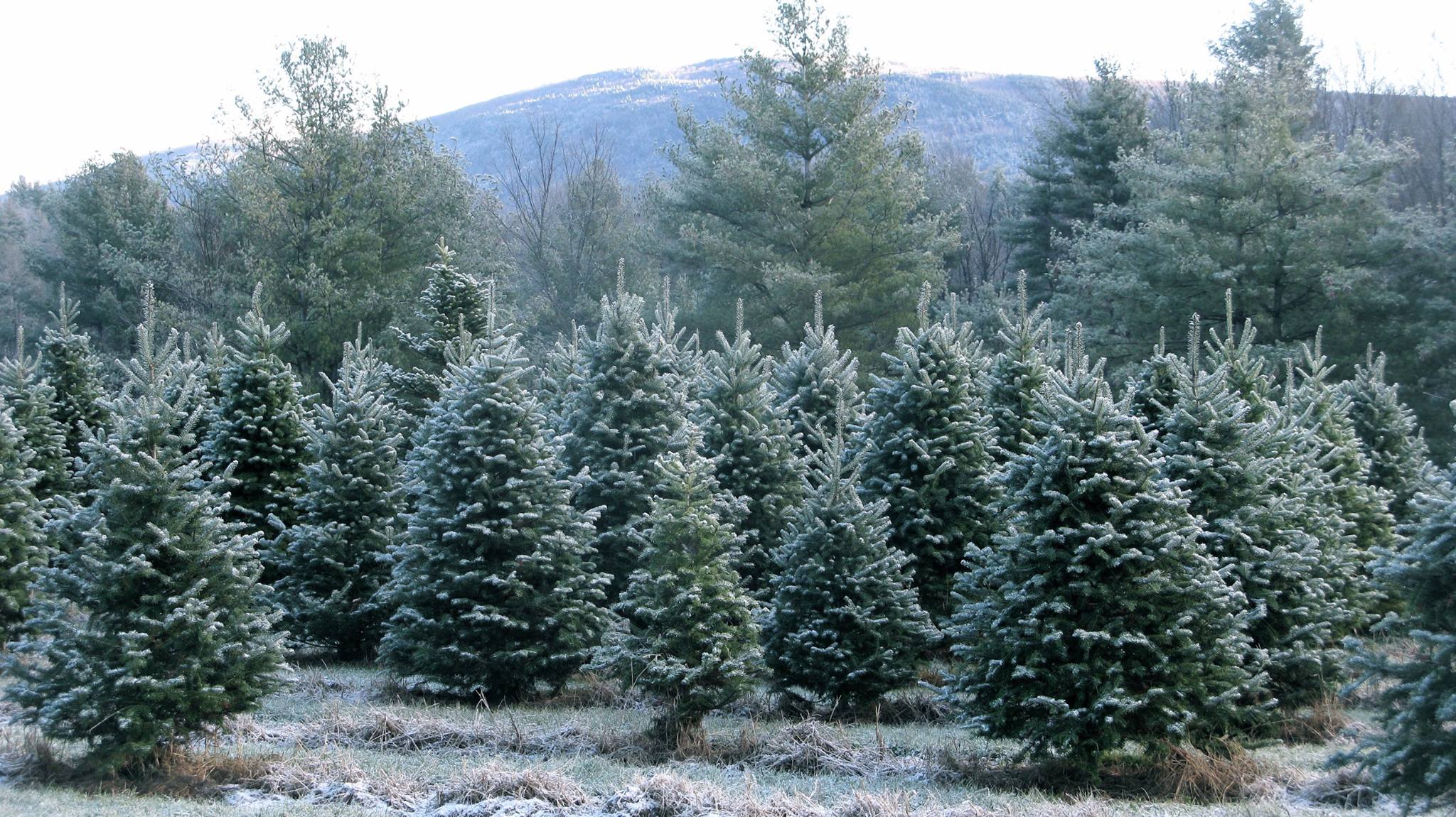 Christmas Tree Farm | Vermont | Werner Tree Farm