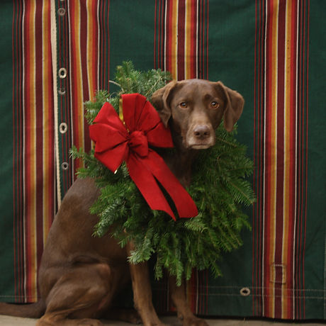 Brown dog wearing a wreath with red bow around her neck.