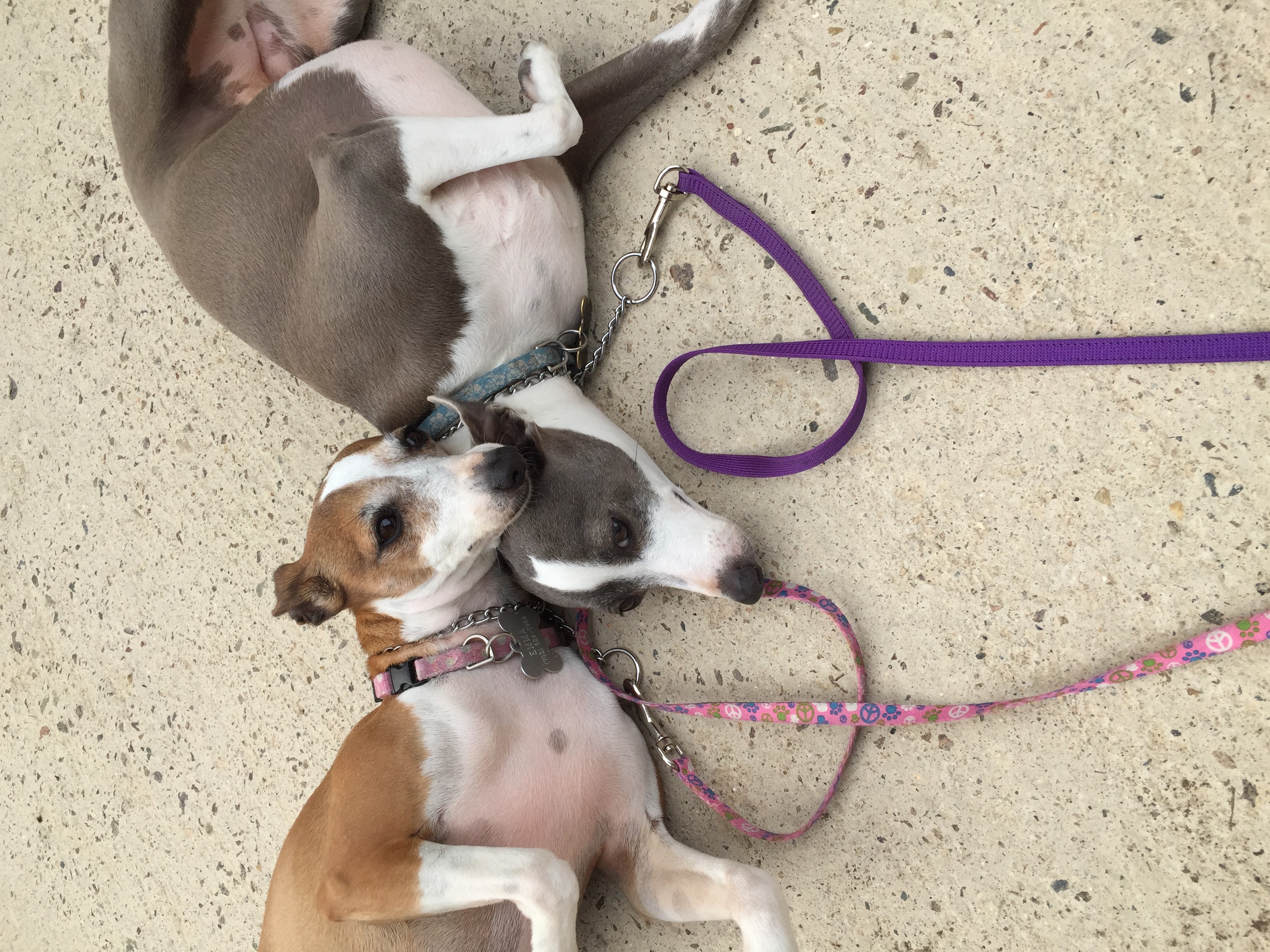 San Diego Dog Obedience Trainer Finest City Dog Training