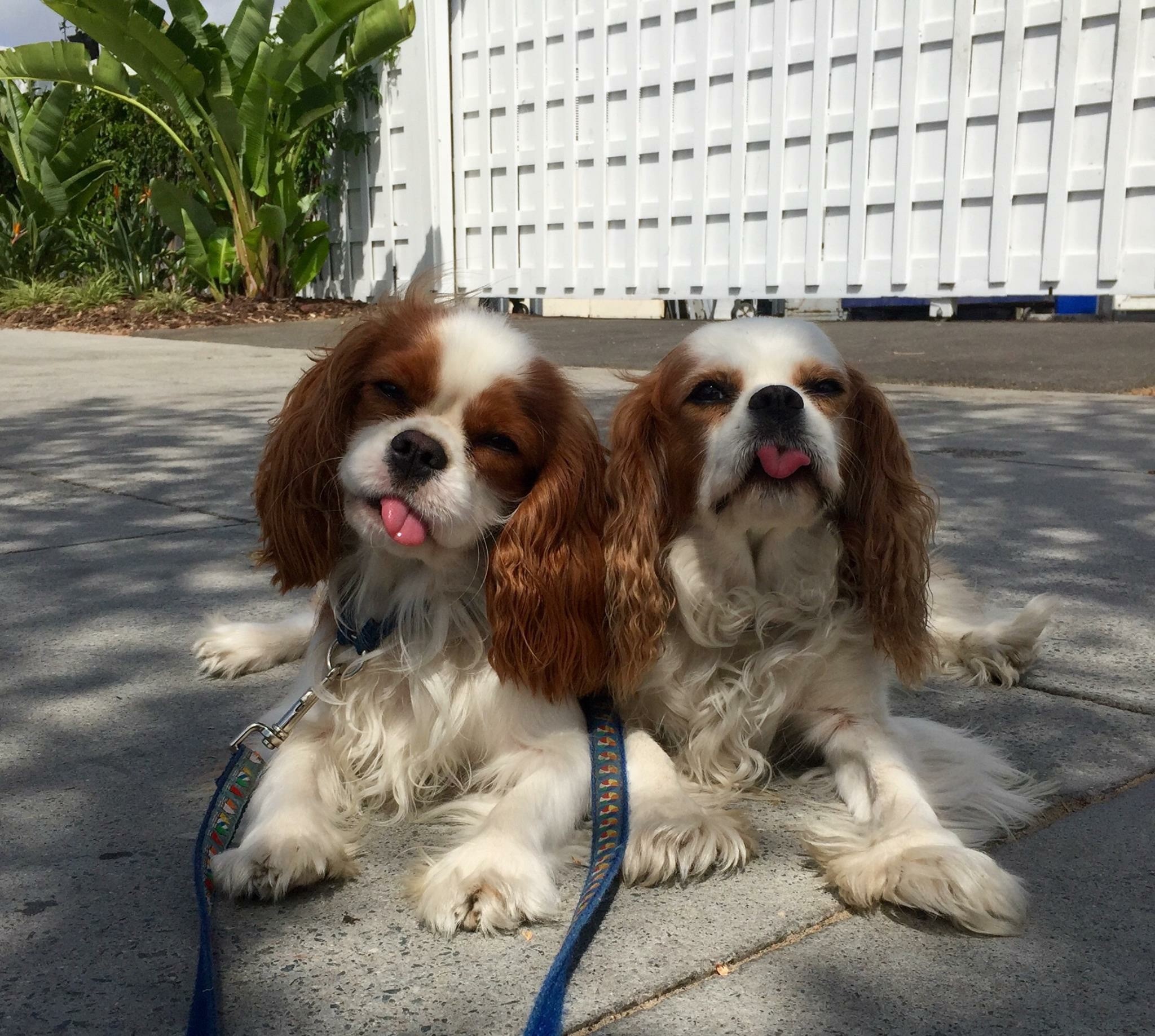 San Diego Dog Obedience Trainer Finest City Dog Training