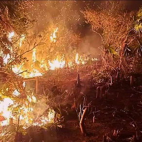 Exigen acción urgente por incendio provocado en Holbox, Quintana Roo