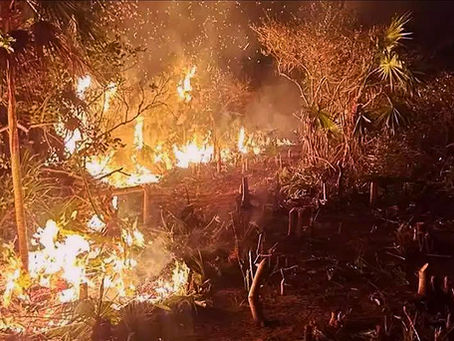 Exigen acción urgente por incendio provocado en Holbox, Quintana Roo