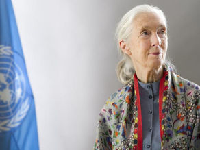 Jane Goodall