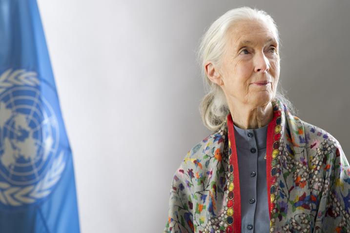 Jane Goodall / © ONU