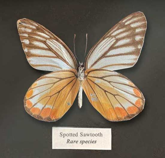 Thumbnail: Rare and Common Species (No._8_2023)