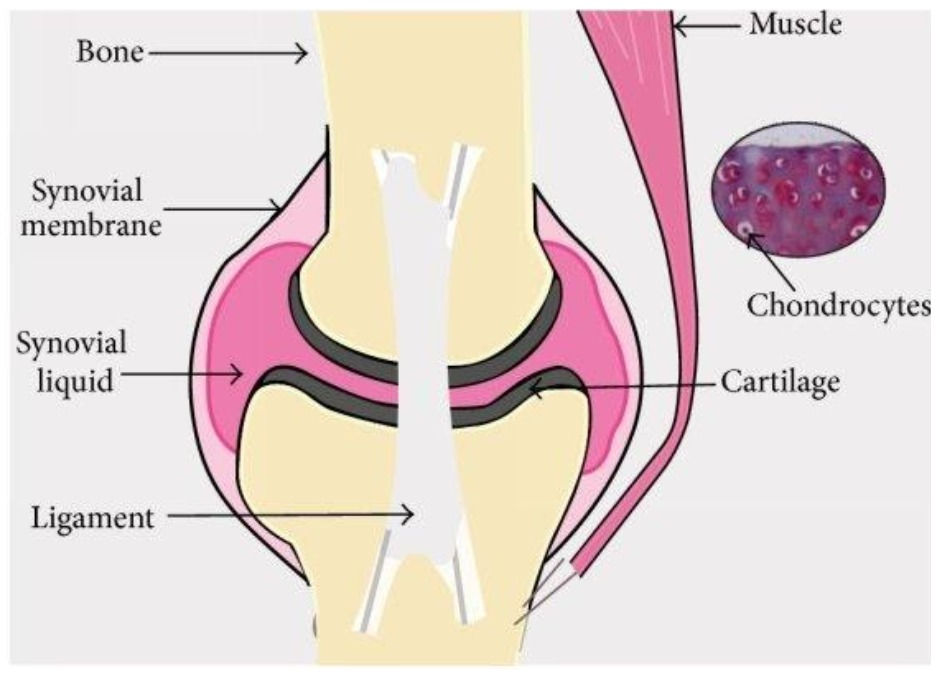 Tissue Engineering Cartilage for the Knee