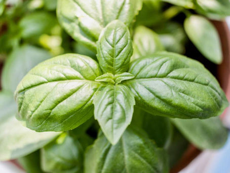 INQUINAMENTO DOMESTICO: PURIFICARE L’ARIA DI CASA CON LE PIANTE