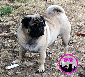 Zoe percy the Pug 3.jpeg