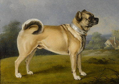 Pug 1.png