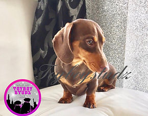 Long Shanks-Essex, UK, based breeder of 