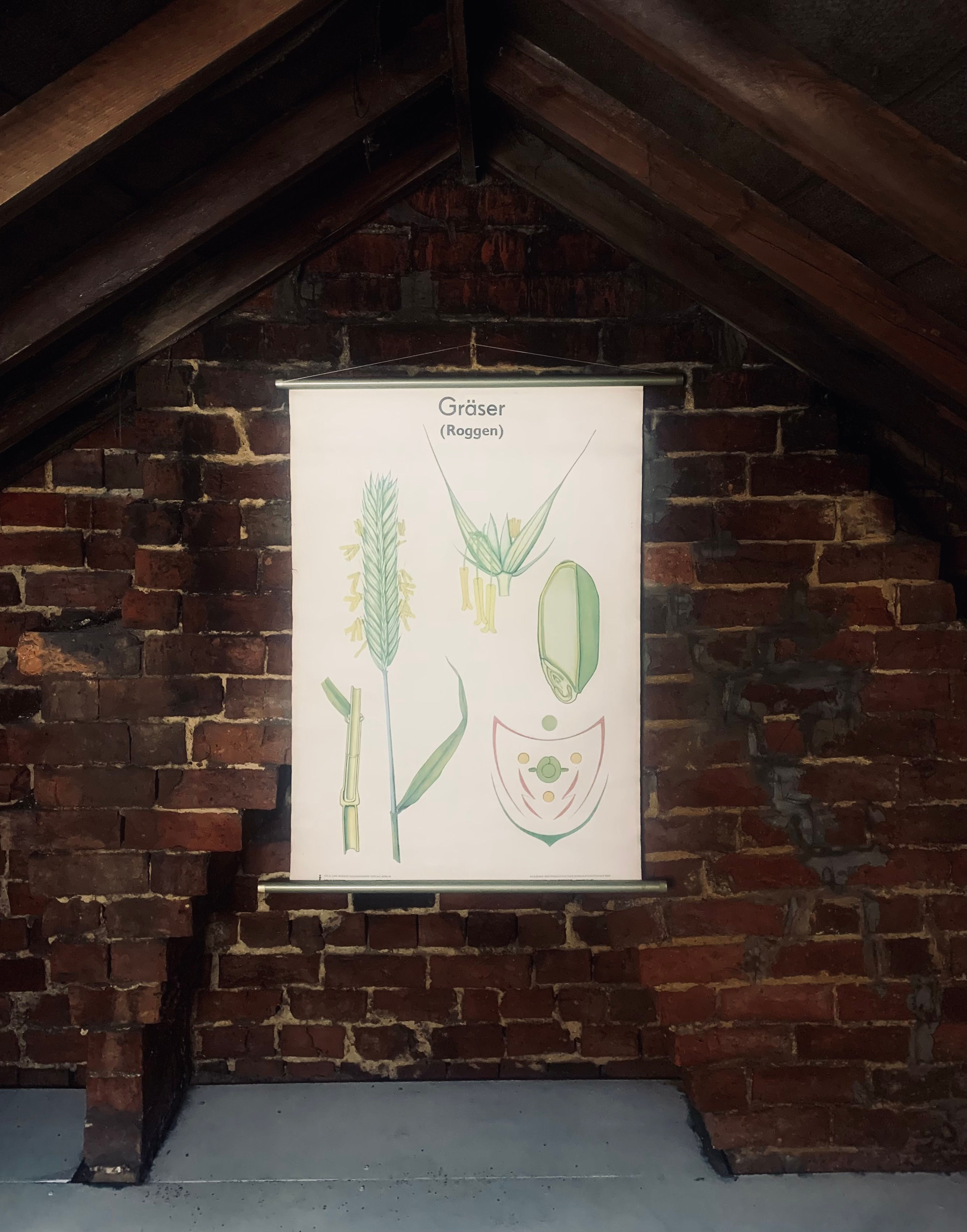 Vintage German Botanical Educational Poster – Grasër (Raggen)