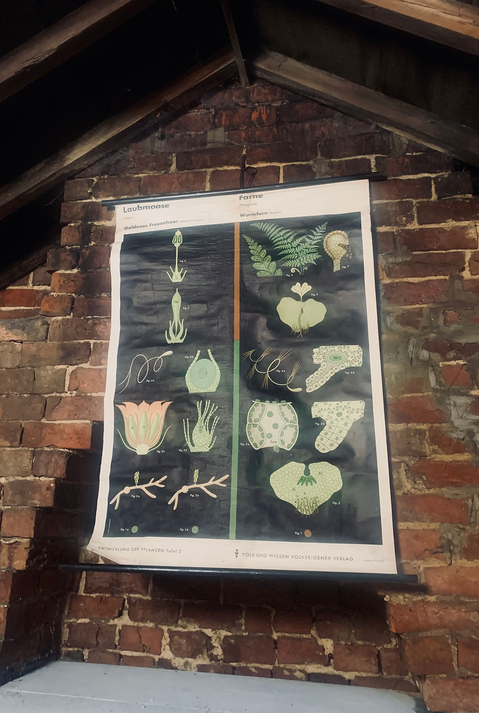 Thumbnail: German Educational Botanical Wall Hanging
