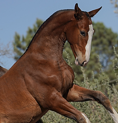 brown foal with a large white patch on its face, both hands in the air