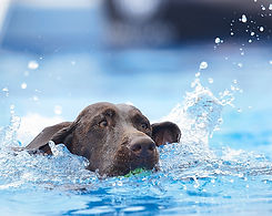 5-17-15lina head in the water .jpg