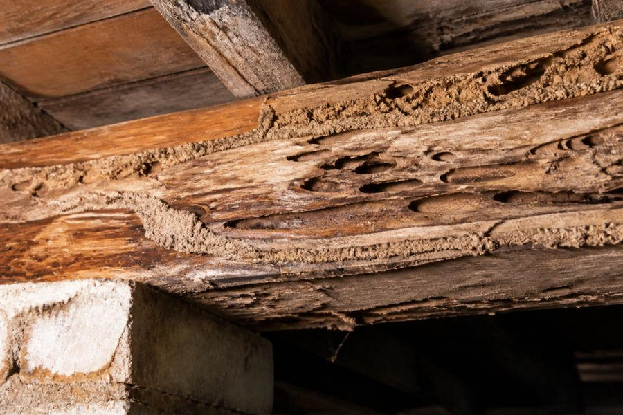 Close-up of wooden beam with hollow sections, visible mud tubes running along the surface, and small gallery tunnels visible in exposed timber under bright inspection lighting