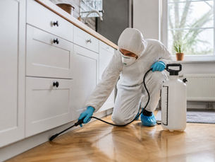 Emergency Pest Extermination 24/7: Urgent Relief Available