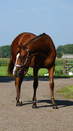 Im a CowboysSensation 'Jaxx' paint horse quarter horse