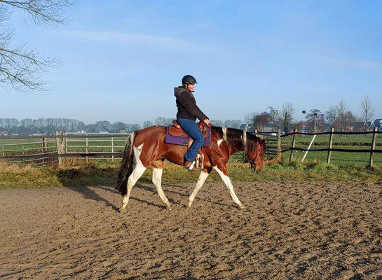Paint horse quarter horse, breeding stallion, homozygous tobiano, homozygoot tobiano, dekhengst, paint denkhengst, bont, bruinbont, bay tobiano