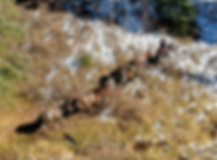 Image-1 (2).png