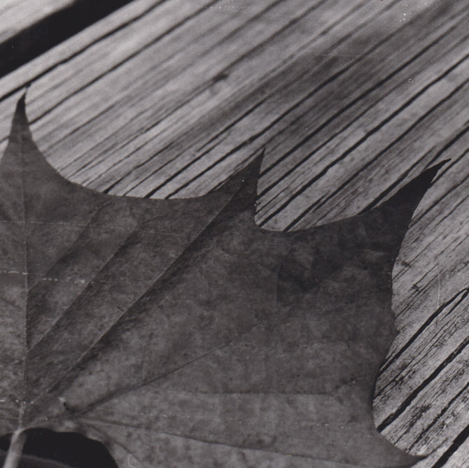 Donald Adams 2024 (1).jpg