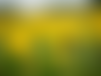 The Healing Power of Dandelion: A Materia Medica